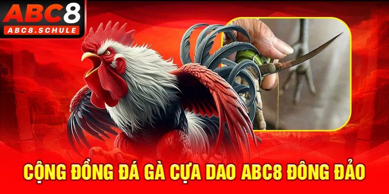 Cộng đồng đá gà cựa dao ABC8 đông đảo