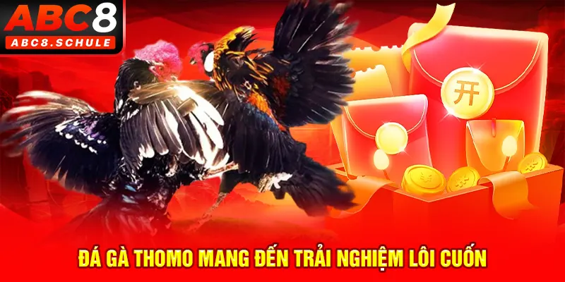 Đá gà Thomo mang đến trải nghiệm lôi cuốn